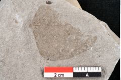 Foto (Detailansicht) von Phaseolites oligantherus Unger (NHMW-GEO-2024-0188-6675)
